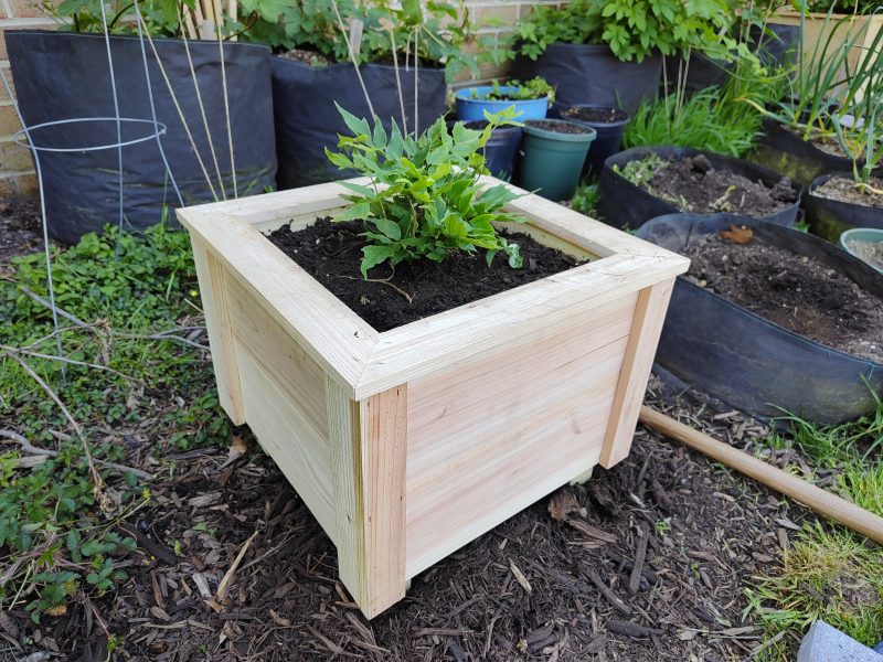 Fern in the 15 inch cedar planter.