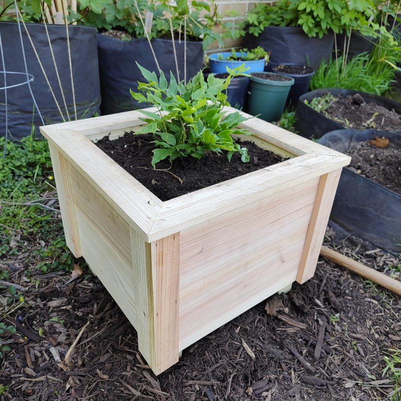 Fern in the 15 inch cedar planter.