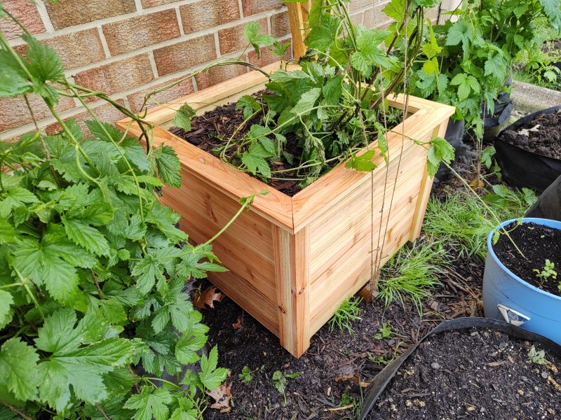 22 inch cedar planter. This Nugget hop plant did not have a good time being transplanted late in April.