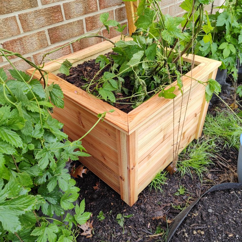 22 inch cedar planter. This Nugget hop plant did not have a good time being transplanted late in April.